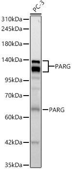 PARG Monoclonal Antibody | Assay Genie