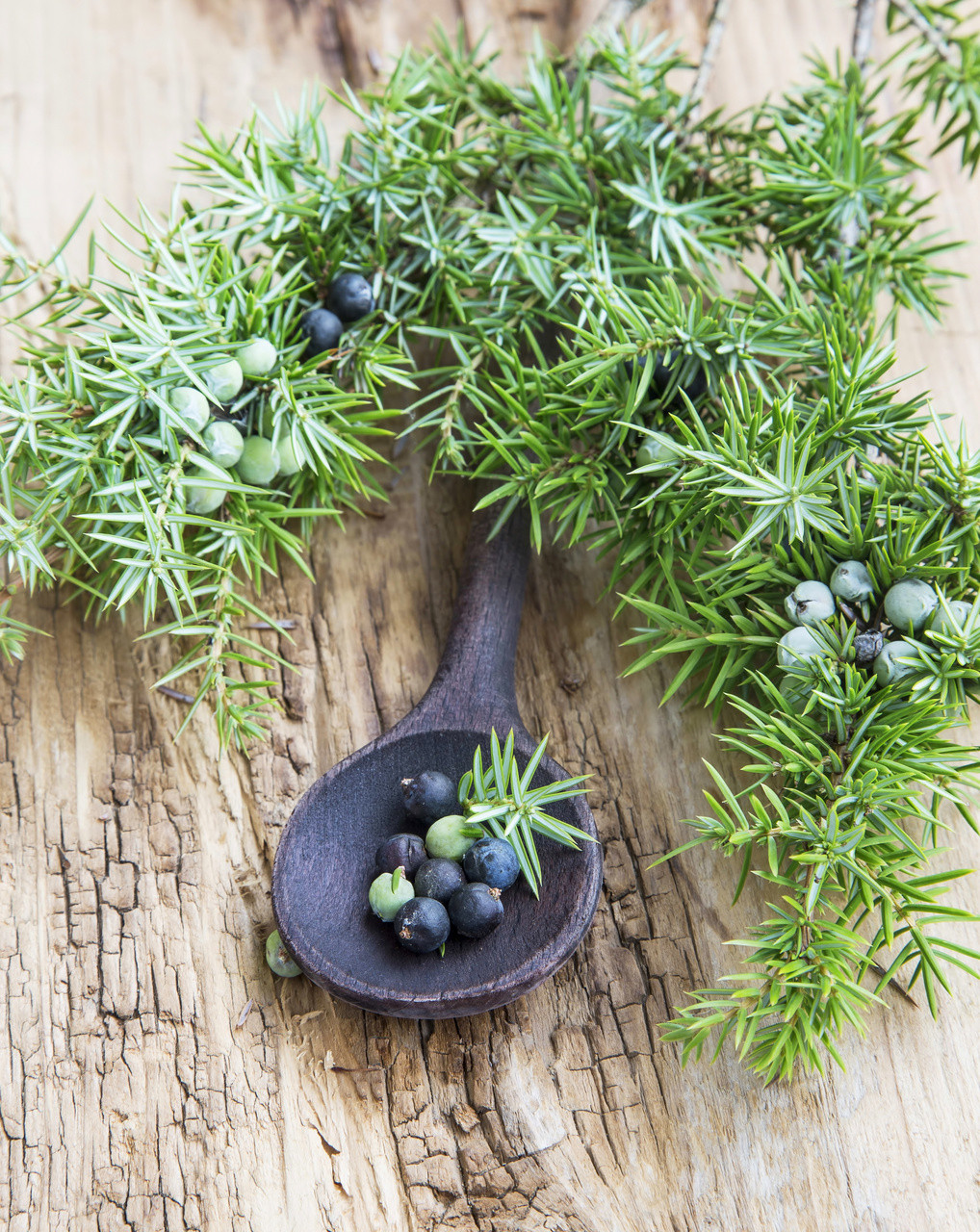 Juniper Berry Essential Oil