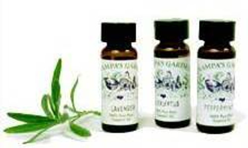 Cinnamon Bark - Cinnamomum zeylanicum