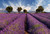 Lavender Essential Oil