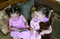 Heatable Thera Bear Weighted Stuffed Animal
