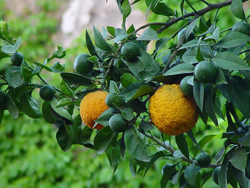 Bergamot Tree For Sale