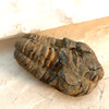 Calymene Trilobite Fossil