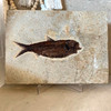 Diplomystus Dentatus Fish Fossil