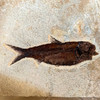 Diplomystus Dentatus Fish Fossil