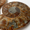 Ammonite Cleoniceras Fossil