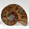 Ammonite Cleoniceras Fossil