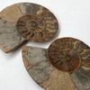 Ammonite Cleoniceras Fossil