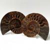 Ammonite Cleoniceras Fossil