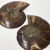 Ammonite Cleoniceras Fossil