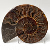 Ammonite Cleoniceras Fossil