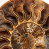 Ammonite Cleoniceras Fossil