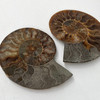 Ammonite Cleoniceras Fossil