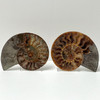 Ammonite Cleoniceras Fossil