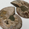 Ammonite Cleoniceras Fossil