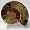 Ammonite Cleoniceras Fossil