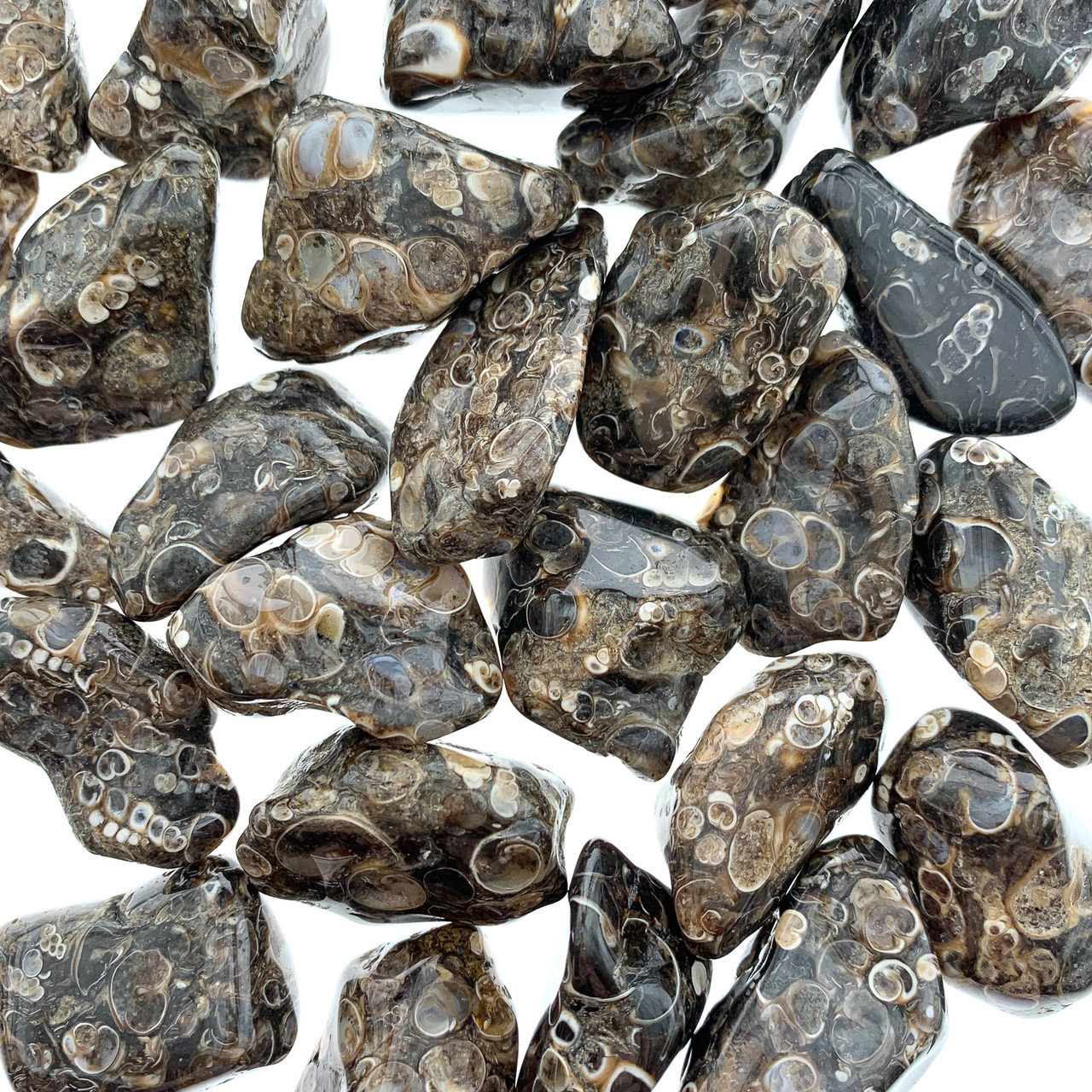 TURRITELLA AGATE TUMBLED STONES | PEACE LOVE CRYSTALS