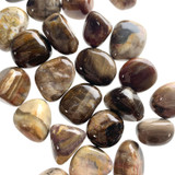 Petrified Wood Tumbled Stones