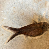 Diplomystus Dentatus Fish Fossil