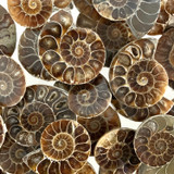 Ammonite Cleoniceras Fossils