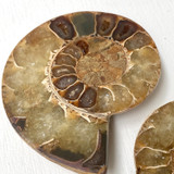 Ammonite Cleoniceras Fossil