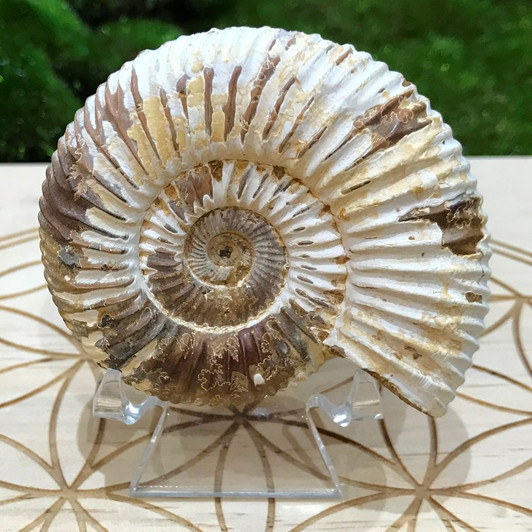 Ammonite Fossil