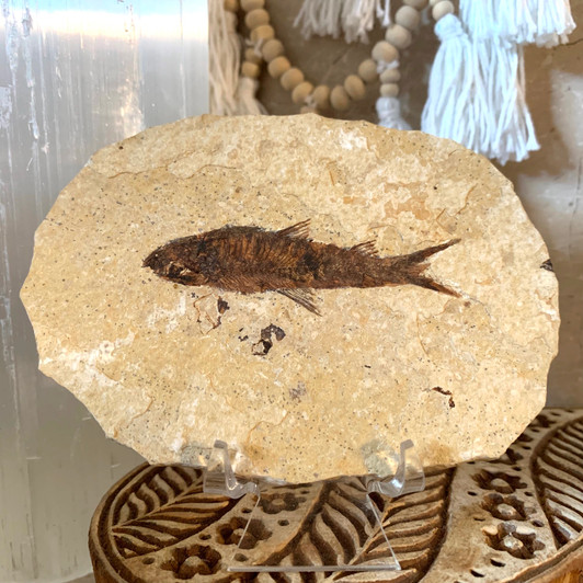 Diplomystus Dentatus