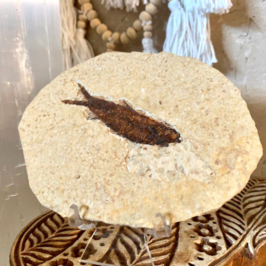 Diplomystus Dentatus Fish Fossil