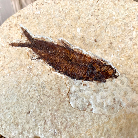 Diplomystus Dentatus Fish Fossil