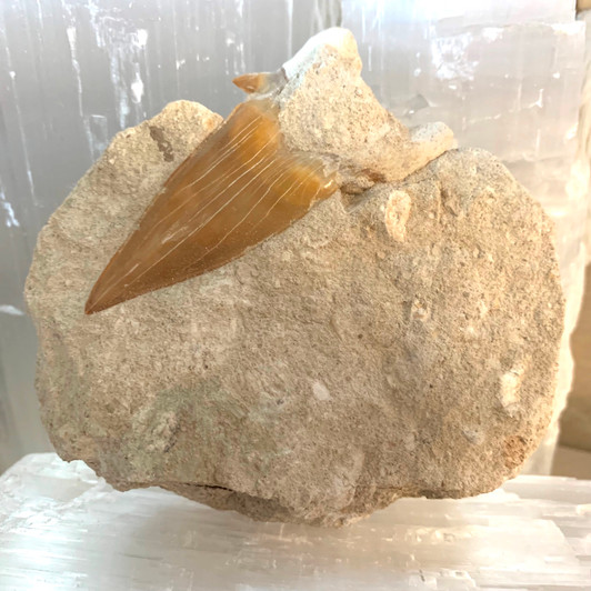 Shark Tooth Fossil