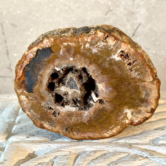 Petrified Wood Fossil