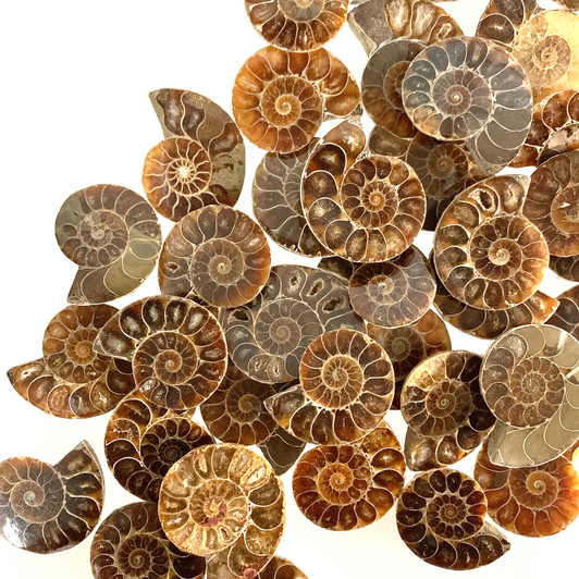 Ammonite Cleoniceras Fossils