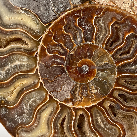 Ammonite Cleoniceras Fossil