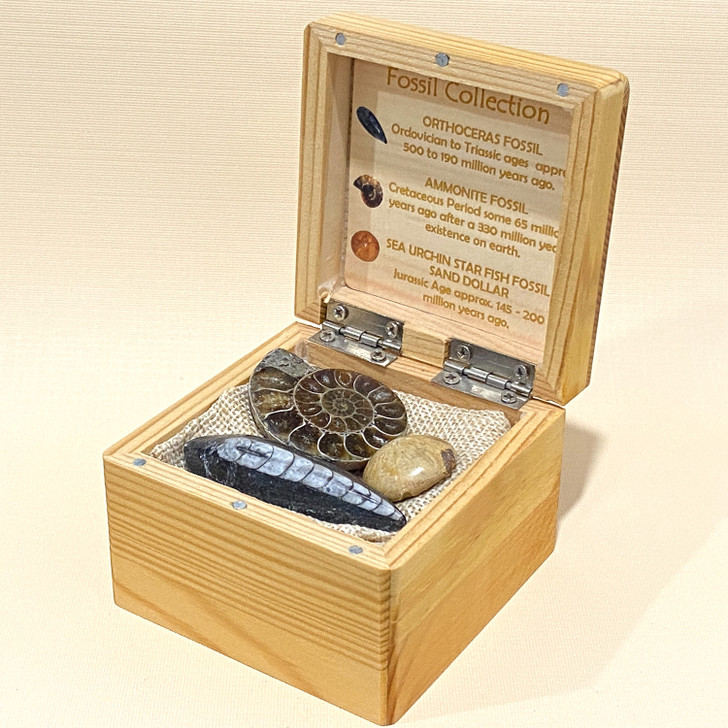 Fossil Collection Box