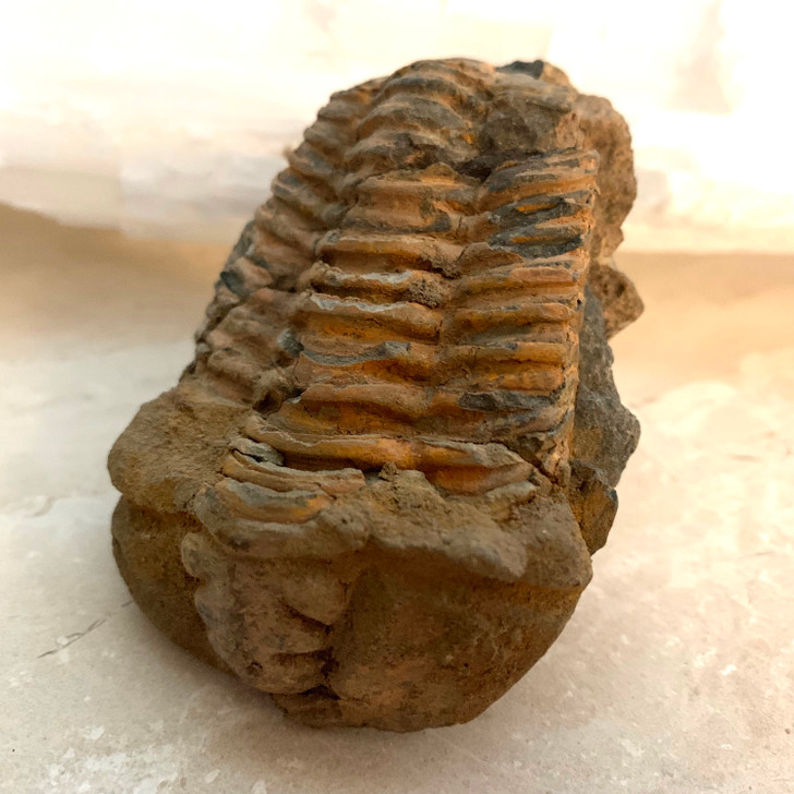 Calymene Trilobite Fossil