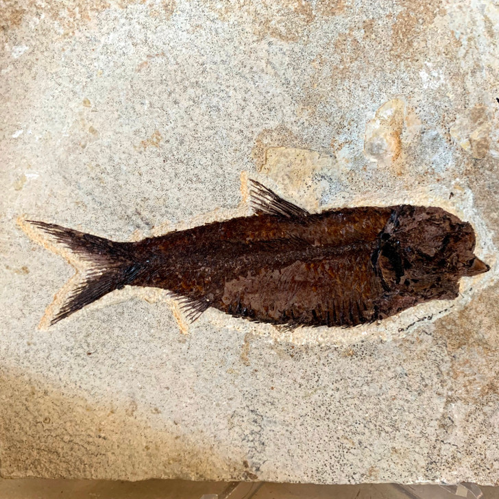 Diplomystus Dentatus Fish Fossil