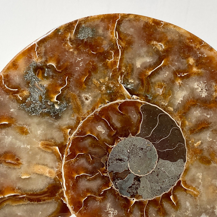 Ammonite Cleoniceras Fossil