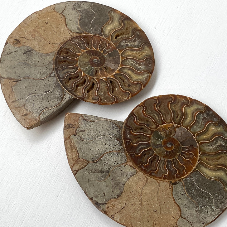 Ammonite Cleoniceras Fossil