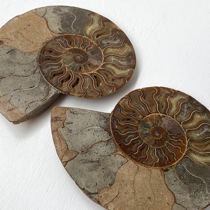 Ammonite Cleoniceras Fossil