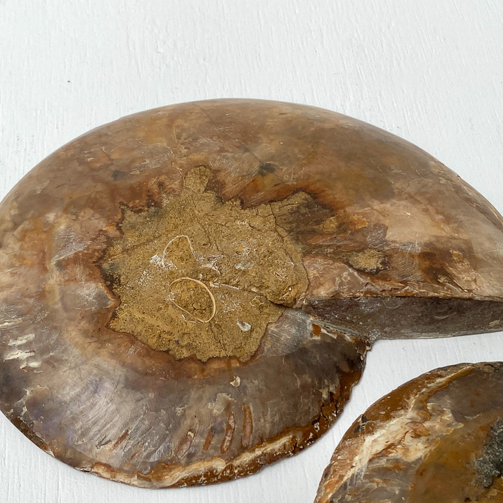 Ammonite Cleoniceras Fossil