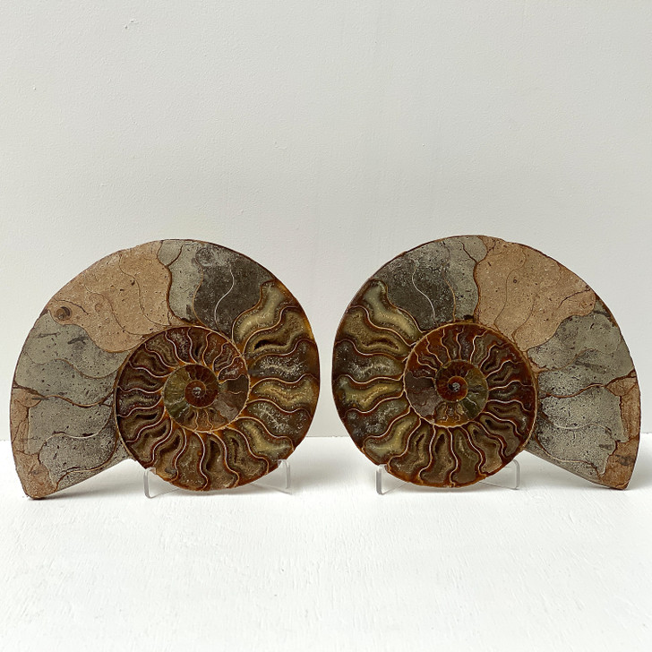 Ammonite Cleoniceras Fossil