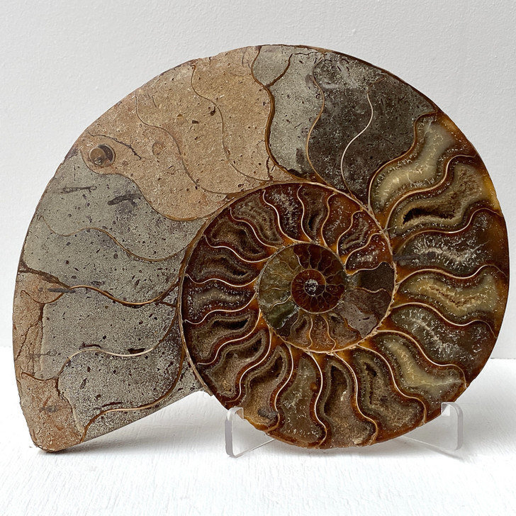 Ammonite Cleoniceras Fossil