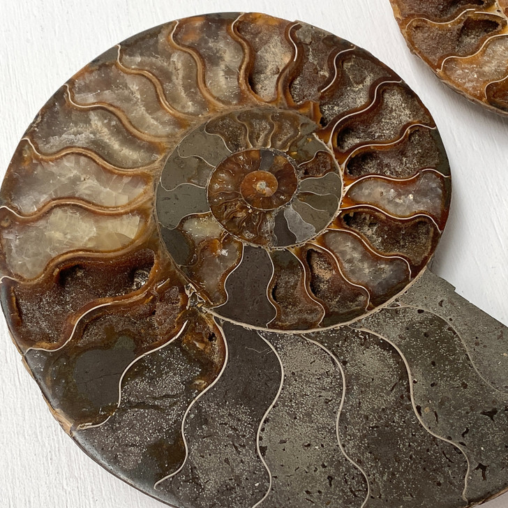 Ammonite Cleoniceras Fossil