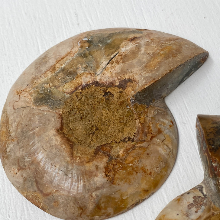 Ammonite Cleoniceras Fossil