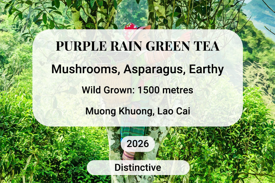 Purple Rain Green Tea, Lao Cai, Vietnam