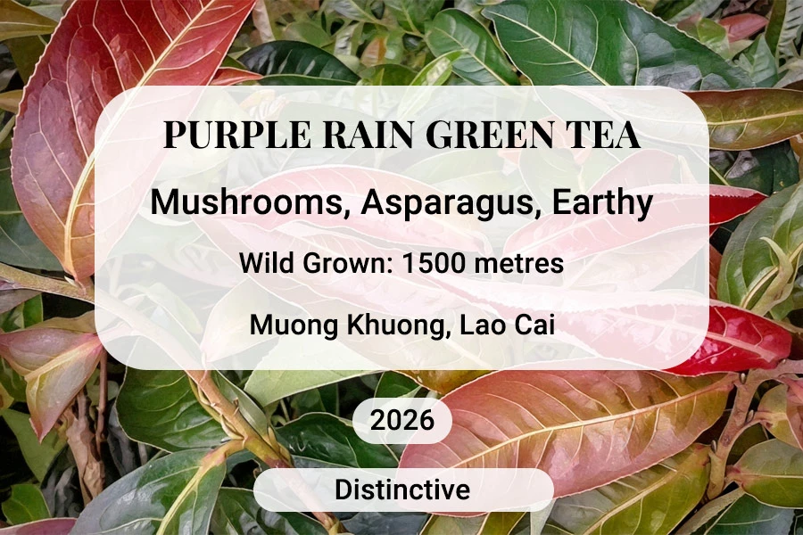 Purple Rain Green Tea, Vietnam