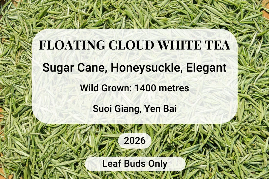 Floating Cloud White Tea Suoi Giang