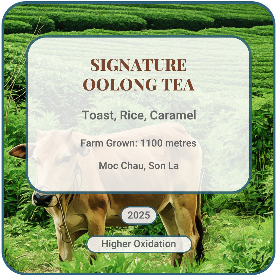 Signature Number 1 Oolong Tea Vietnam