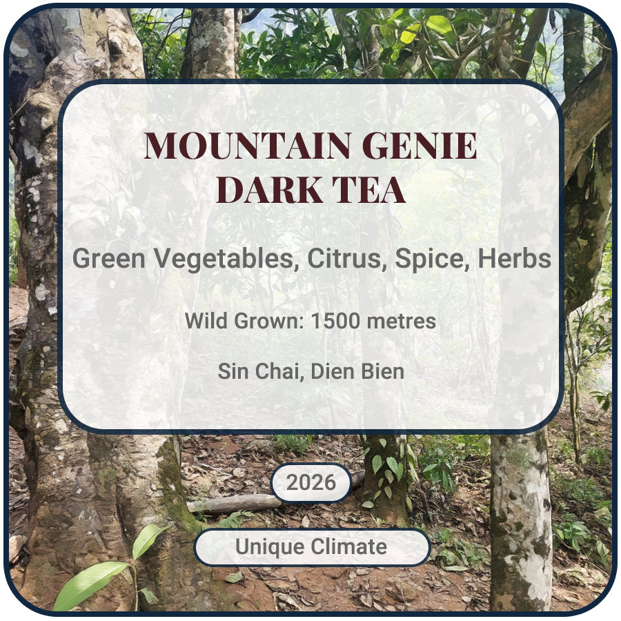 Mountain Genie Dark Tea
