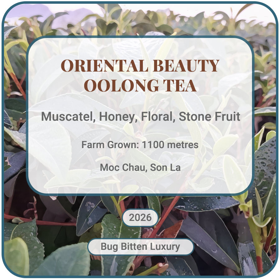 Oriental Beauty Bug Bitten Oolong Tea Vietnam